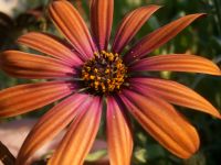 SOMMERBLUMEN-SAMEN: KAPKÖRBCHEN (Osteospermum-Hybriden) Sachsen-Anhalt - Lutherstadt Wittenberg Vorschau