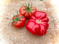 Tomatensamen Costoluto di Parma Fleischtomate wie Bio Nordrhein-Westfalen - Königswinter Vorschau