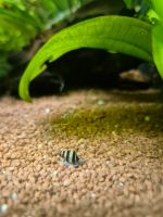 Raubturmdeckelschnecke  Anentome helena Baden-Württemberg - Aalen Vorschau