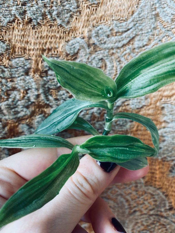 Tradescantia fluminensis albiflora Ableger Stecklinge 2 für 5 € in Berlin