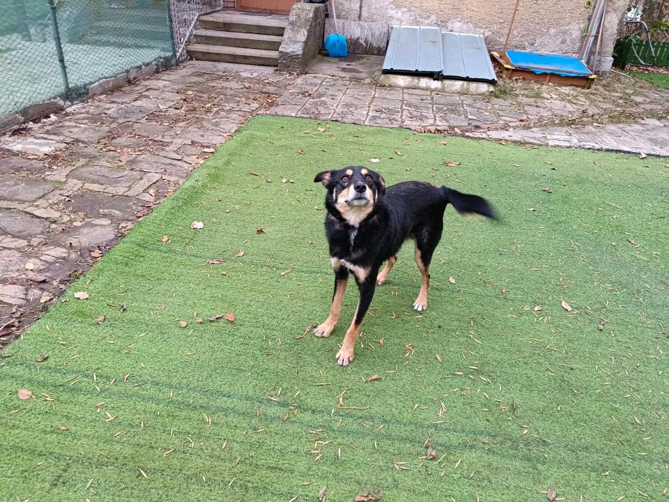 Joey - Schönheit auf der Suche nach dem großen Glück in Rastede