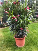 Wunderschöner Oleander zu Verkaufen Nordrhein-Westfalen - Moers Vorschau