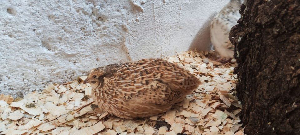 8x Legewachtelhennen (Standart und Sonderfarben) abzugeben in Abtsgmünd