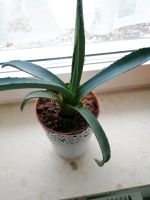 Agave zimmerpflanze Wintergarten Baden-Württemberg - Bopfingen Vorschau