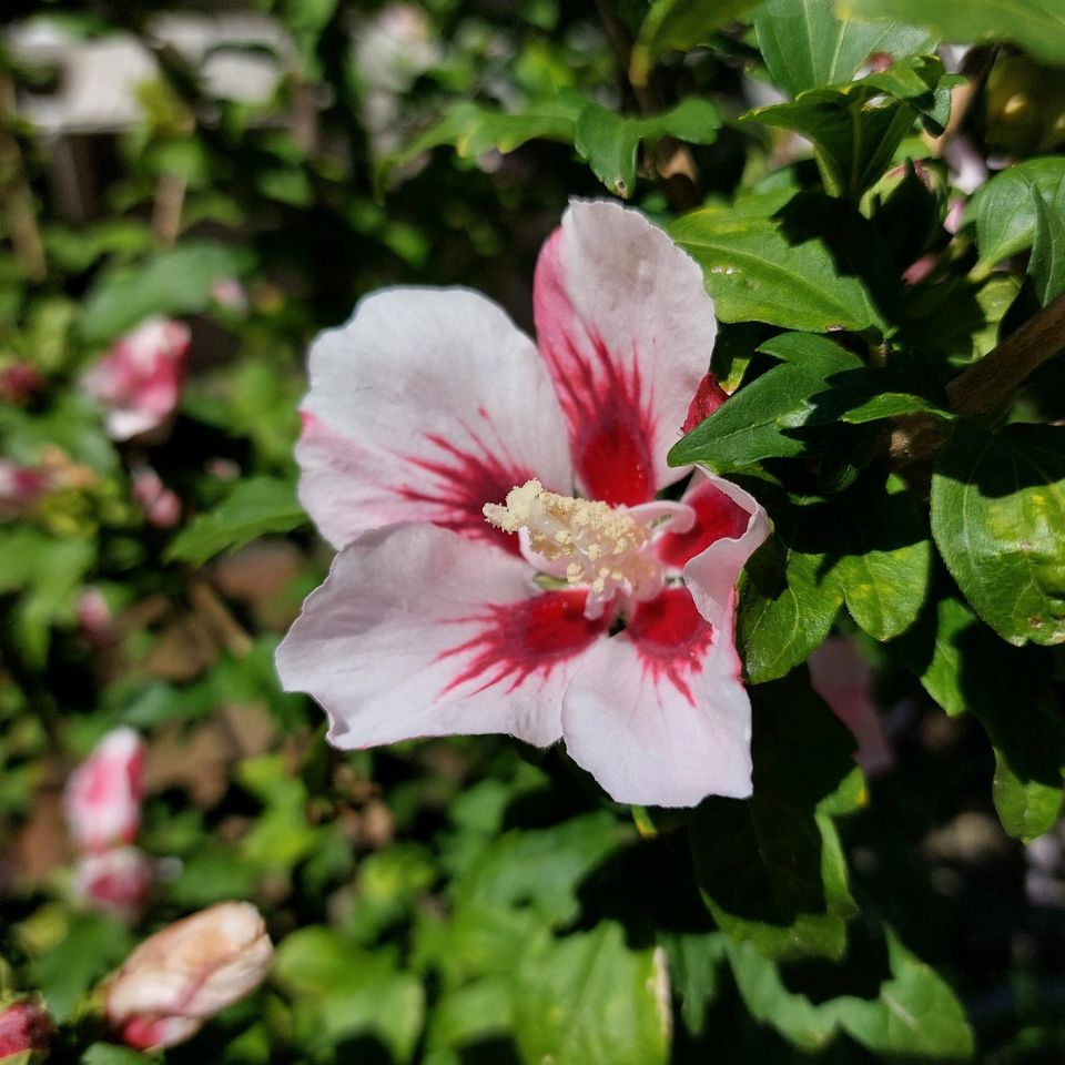 # # # Garten Hibiskus # # # in Frohburg