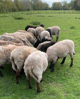 Schafe zu verkaufen Niedersachsen - Bad Zwischenahn Vorschau