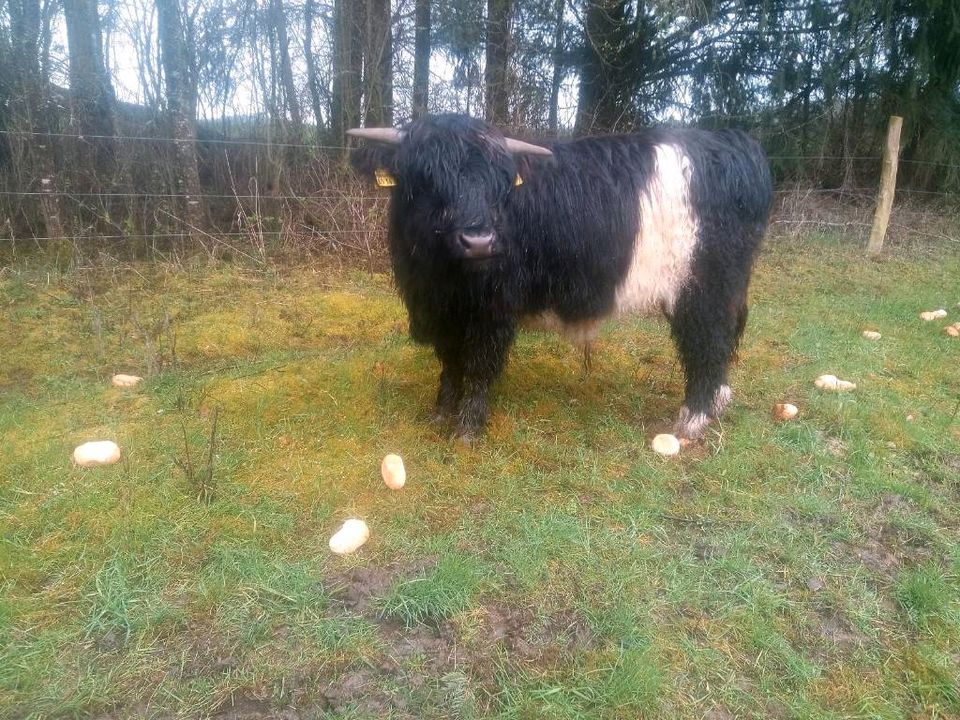 Highland cattle Jungbulle in Hochspeyer