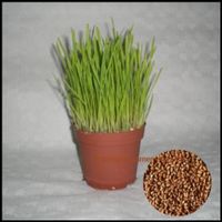 BIO Katzengras Samen (Triticum aestivum) 50g Nürnberg (Mittelfr) - Schweinau Vorschau