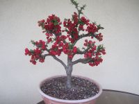 Bonsai Japanische Zierquitte, ( Chaenomeles speciosa ) Bayern - Pommersfelden Vorschau