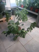 Monstera deliciosa Tauerii 1m Zimmerpflanze Nordrhein-Westfalen - Nordkirchen Vorschau