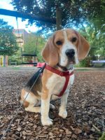 Liebe Beagle sucht liebevolles Zuhause Baden-Württemberg - Filderstadt Vorschau