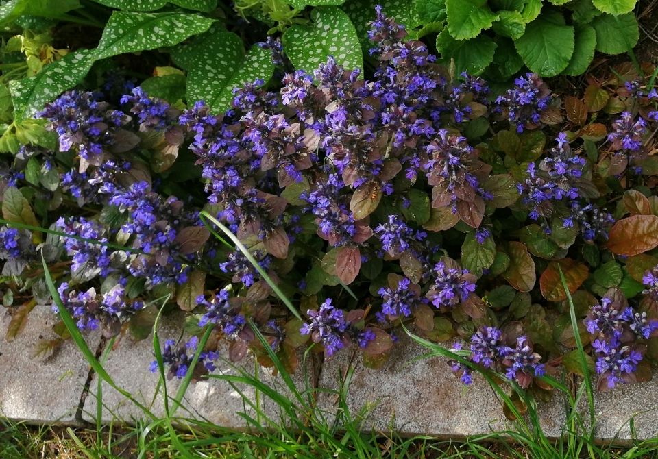 ☘️ Rotblättriger Günsel Steingarten Bodendecker 4Stk/1€ 1 in Ziltendorf