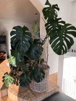 Monstera Pflanze Rheinland-Pfalz - Koblenz Vorschau