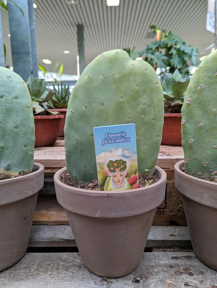 Opuntia Ficus indica Feigenkaktus 30-40cm im Porzellantopf in Nordkirchen