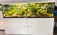 600l Aquarium zu verkaufen Nordrhein-Westfalen - Viersen Vorschau
