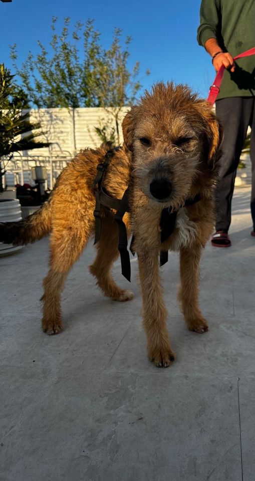 Foxterrier Mädchen Sarah sucht ihre Menschen in Memmingen