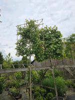 Hochstamm Sichtschutz Spaliere u kirschlorbeer Niedersachsen - Edewecht Vorschau