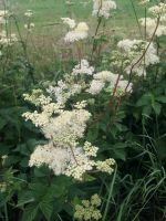 Sumpf-Mädesüß Filipendula ulmaria Teichpflanze duftend winterhart Hessen - Liebenau Vorschau