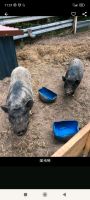 Minischwein, Sau,Schwein Nordrhein-Westfalen - Heek Vorschau