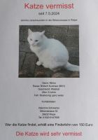 Weisse BKH Katze seit 7.5.2024 verschwunden Niedersachsen - Ihlow Vorschau