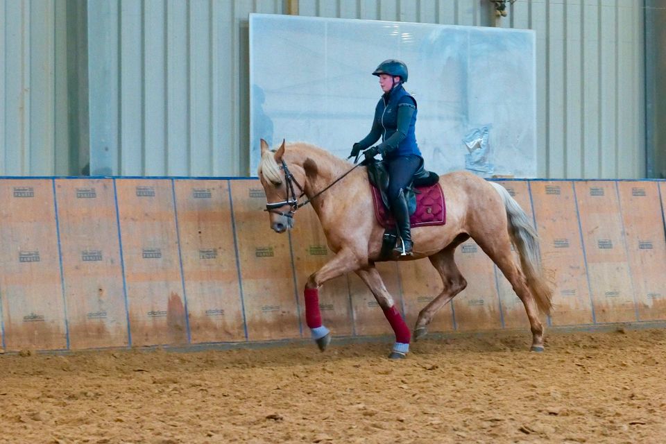 Eleganter Palomino, Wallach, Andalusier wie P.R.E in Neustadt (Wied)