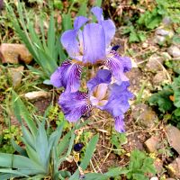 Iris/ Schwertlilie Sachsen-Anhalt - Hohenwarsleben Vorschau