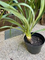 Yucca Palme winterhart Nordrhein-Westfalen - Hilden Vorschau