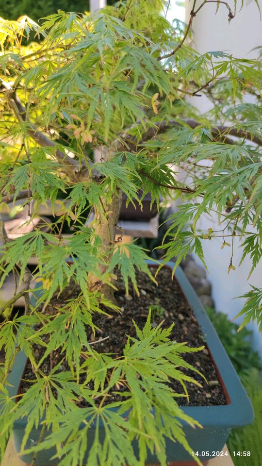 Japanischer Fächerahorn Bonsai in Schemmerhofen