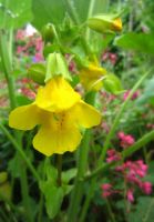 Gelbe Gauklerblume Mimulus  Teichpflanze oder für Staudenbeet Hessen - Liebenau Vorschau