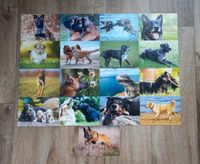 Postkarten Set Hunde 10x15 cm Nordrhein-Westfalen - Minden Vorschau