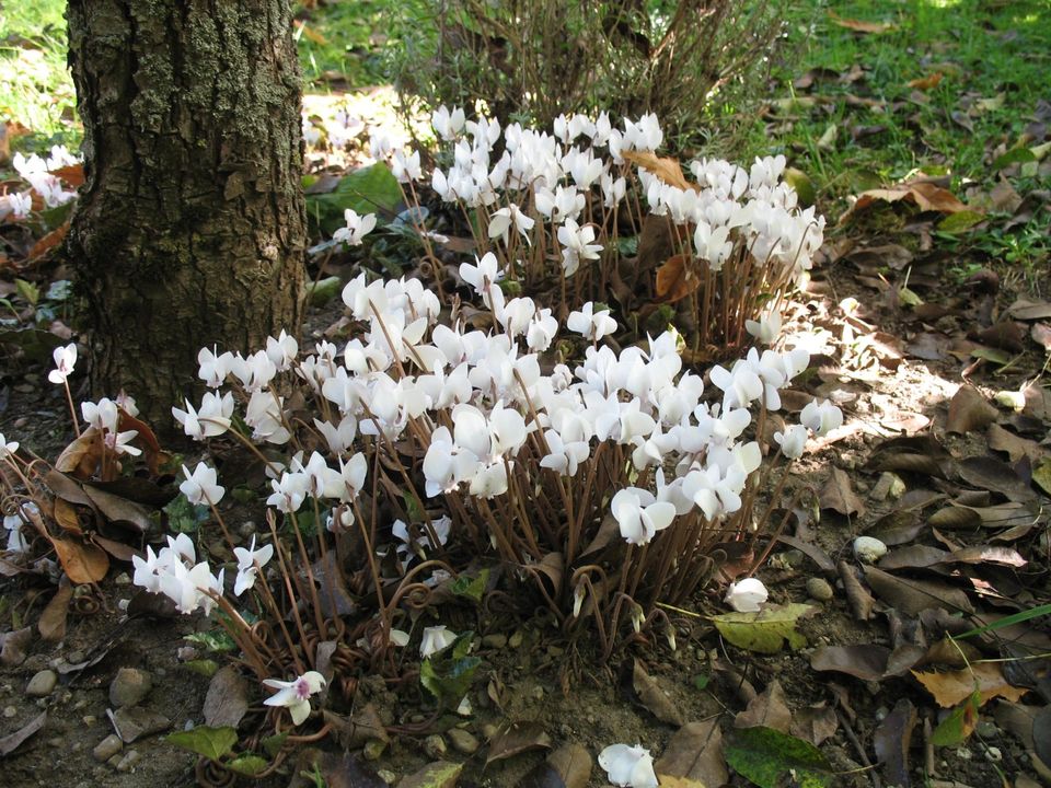 100 Samen Alpenveilchen Cyclamen hederifolium 'Perlenteppich' in Singen