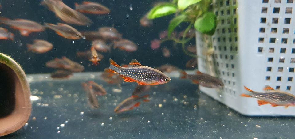 Perlhuhnbärbling - Danio margaritatus in München