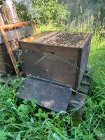 Bienenvölker auf Dadant zu verkaufen Baden-Württemberg - Waiblingen Vorschau