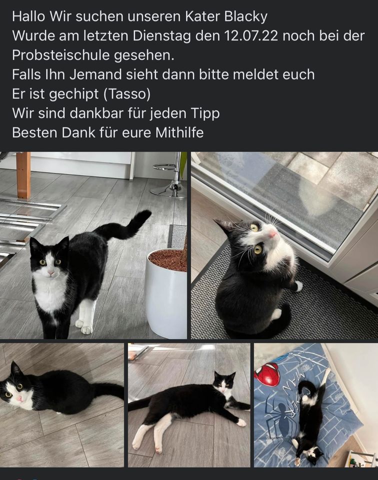 Kater Blacky seit Dienstag 12.07 in Westhausen vermisst in Westhausen