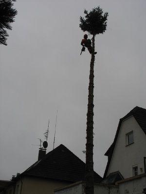 Baumfällung? Problem-Baum zu fällen? Kein Problem! in Dormagen