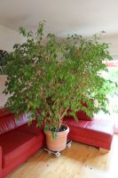 Ficus Benjamini 2m hoch Bayern - Kaufering Vorschau