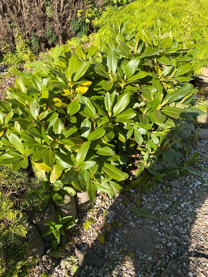 Rhododendron in Hamburg