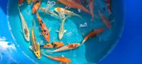 Koi Nachzuchten robust Winterfest,ab 25€.TOP FARBEN Koi 15-22cm♥♥ Berlin - Reinickendorf Vorschau