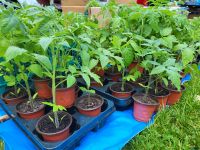 Tomatenpflanzen Jungpflanzen Tomaten Gemüsepflanzen Garten Wandsbek - Hamburg Jenfeld Vorschau