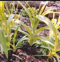 Taglilien, Setzlinge Hemerocallis , ab 15 cm  bis 30 cm Hessen - Mücke Vorschau