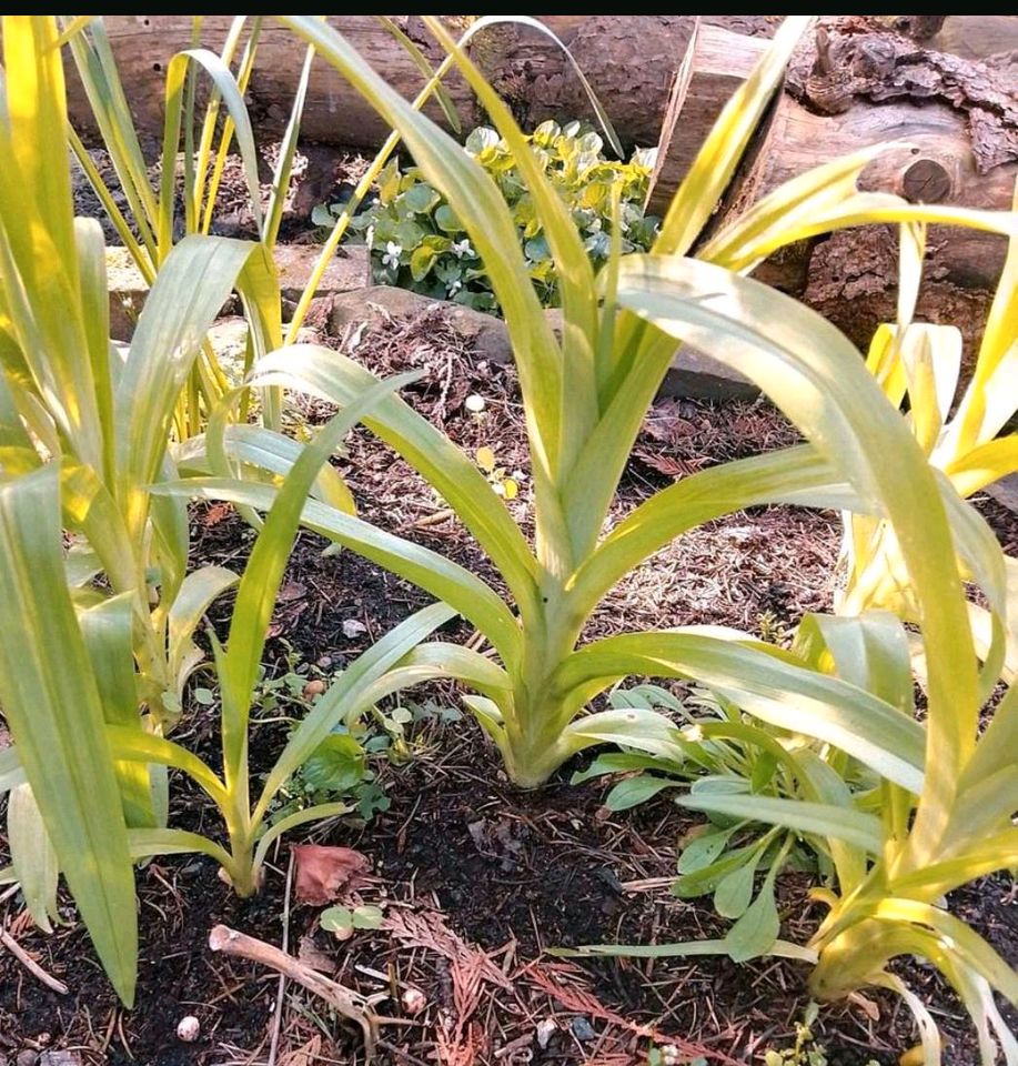 Taglilien, Setzlinge Hemerocallis , ab 15 cm  bis 30 cm in Mücke