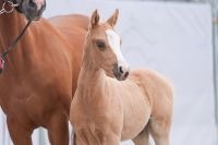 Deutsches Reitpony Ausdruckstarkes Hengstfohlen Nordrhein-Westfalen - Mettingen Vorschau