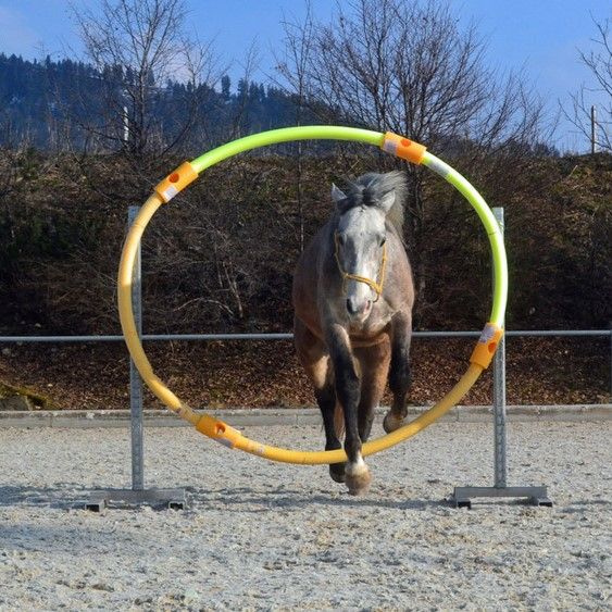 Horse Agility - ein Spaß für Mensch und Pferd! in Warstein