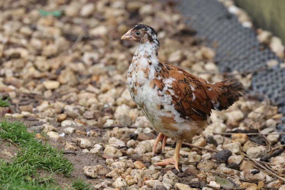 Marans Araucana Ameraucana Olivleger Silverudds Hahn Henne in Hünfelden