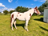 Bildhübsche Painthorse Stute Bayern - Michelau i. OFr. Vorschau