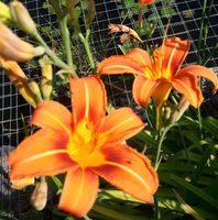 Taglilien Orange Blüte Saarland - Nohfelden Vorschau