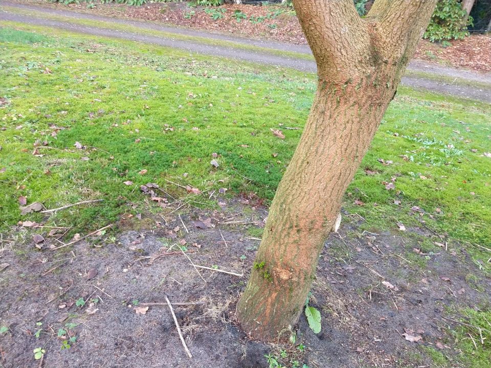 Blauglockenbaum Paulownia fortunei 'Fast Blue', 1jährig Ableger in Wildeshausen