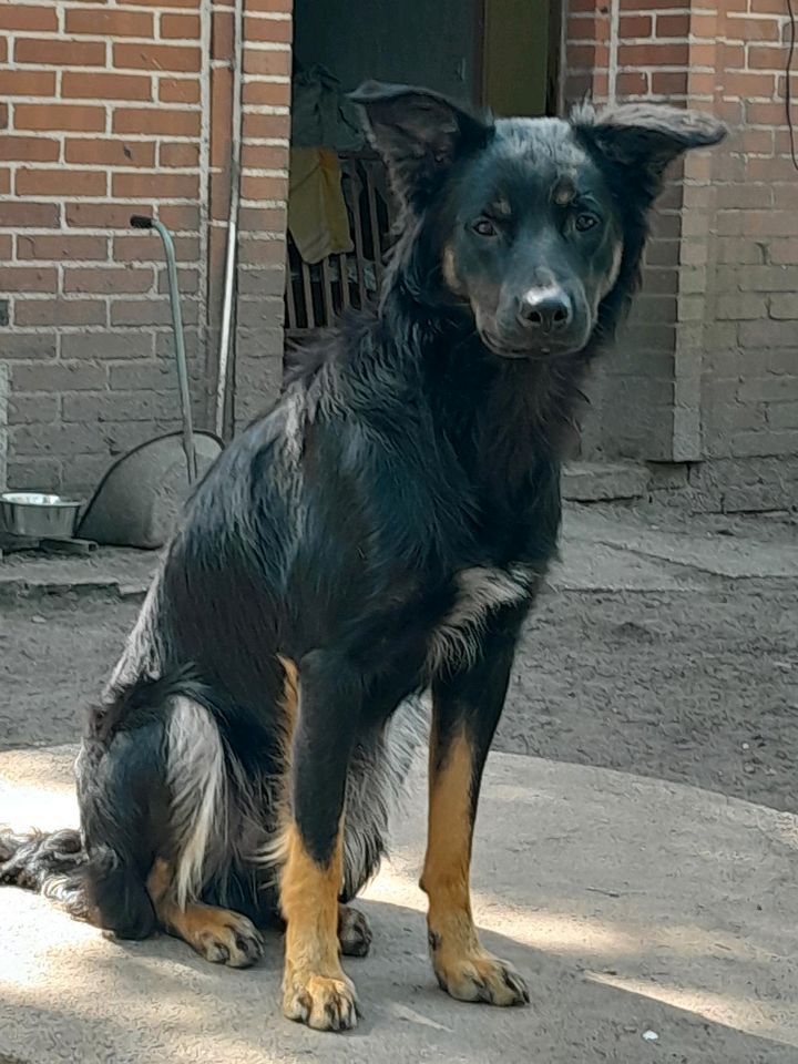 Oskar sucht sein für immer Zuhause in Neuenkirchen - Merzen