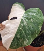 Monstera variegata, getopft, tolle Weißgene Hessen - Reinheim Vorschau