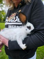 Junge Kaninchen Niedersachsen - Südbrookmerland Vorschau